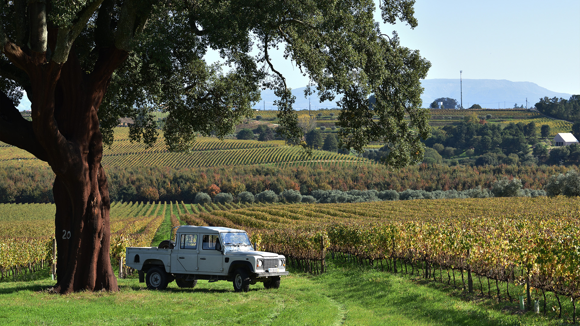 Imagem de Santar Vila & Vinhas by Jipe - Visita, passeio e prova de vinhos