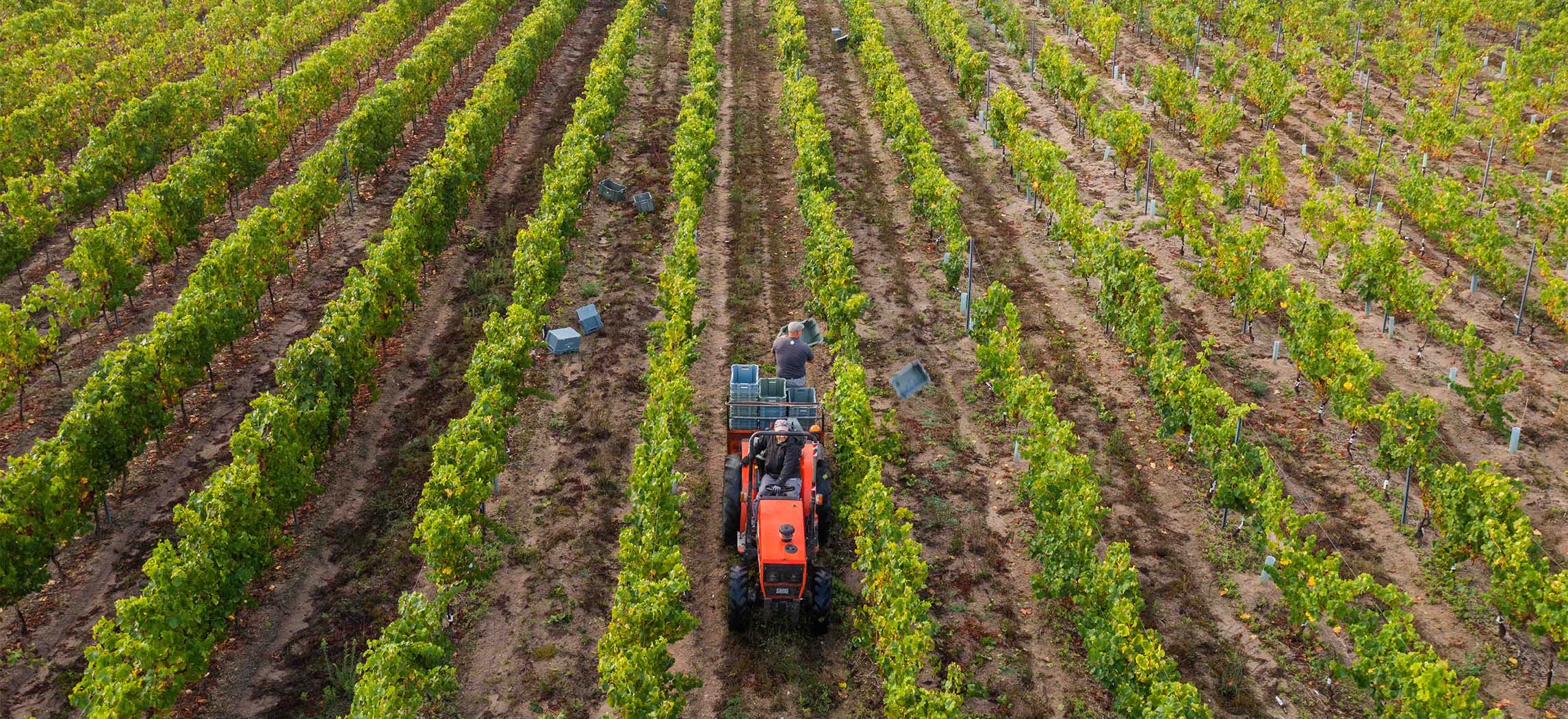 3 Terroirs Lovers - Visita e prova de vinhos Wine X no enoturismo de 1990
